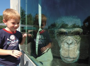 Aidan Dreibelbis of Albion gets a close up look at Tarzan the chimpanzee through a tinted window at Black Pine Animal Park, a retirement and rescue center for exotic animals.