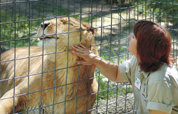 Lori Gagen, Black Pine’s interim executive director, rubs the cheek of a female lion.