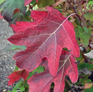 Burning Bush is considered an invasive plant in Indiana. Here are examples of two other plants in their fall color to consider: Chokeberry (or Aronia) (above, with fruit); or Oakleaf Hydrangea (left). Photos by Purdue University Arboretum
