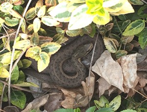 garter snakeSMALL