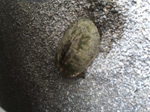 turtle 1