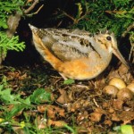 American woodcock with eggs in nest
