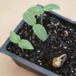 seedlings1