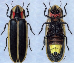 The firefly, also known as the lightning bug, is actually neither a fly nor a bug, but a beetle, say Purdue entomologists. This particular firefly is called Say's firefly (Pyractomena angulata), one of about 175 species of fireflies in the United States. (Scientific illustration by Arwin Provonsha, Purdue Department of Entomology.) Color photo, electronic transmission, and Web and ftp download available. Photo ID: Turpin.fireflies.