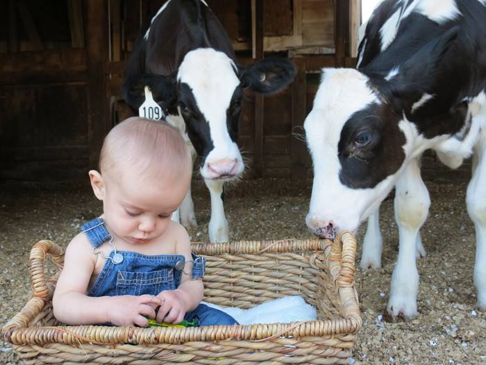 Wesley Lindauer spends time with the calves in Ferdinand, Indiana.