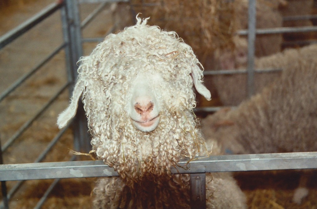 John Newton from Orange County REMC snapped this photo of a sheep having a bad hair day.