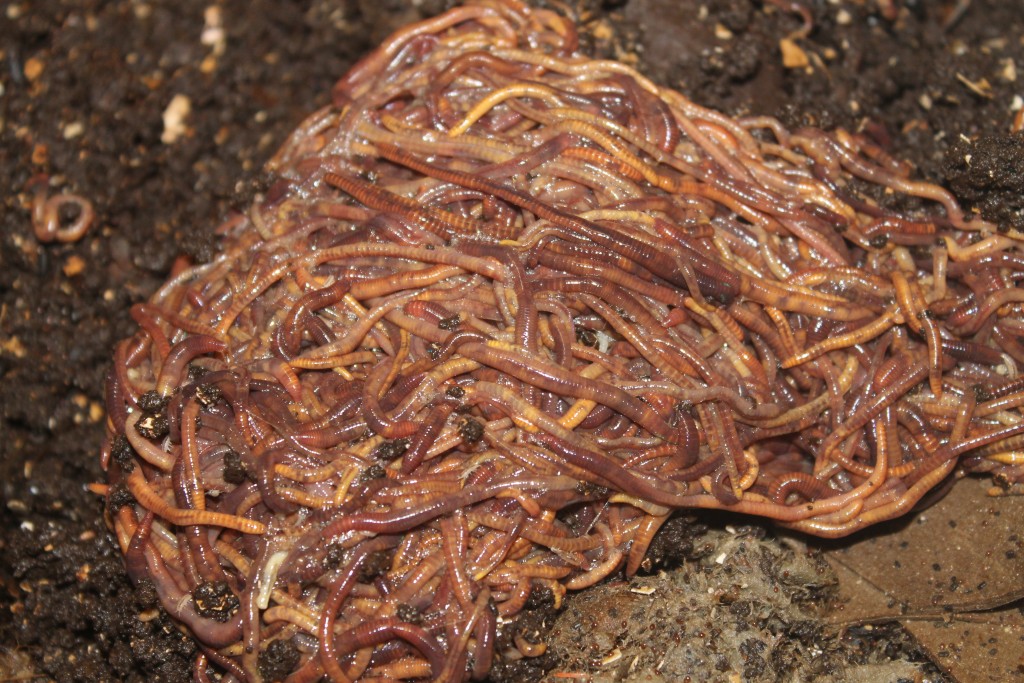 Paul Schellenberger shared this photo with "worm" regards. Earthworms are his favorites because they clean up after traditional animals and renew the earth for future growing of food and crops.
