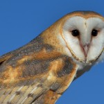 A barn owl has distinctive looks. 