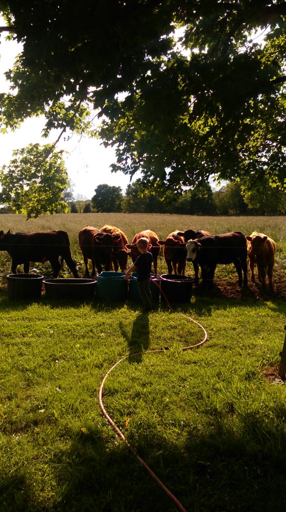 Angela Schmelz shared this photo of six-year-old Beau helping water the cows.
