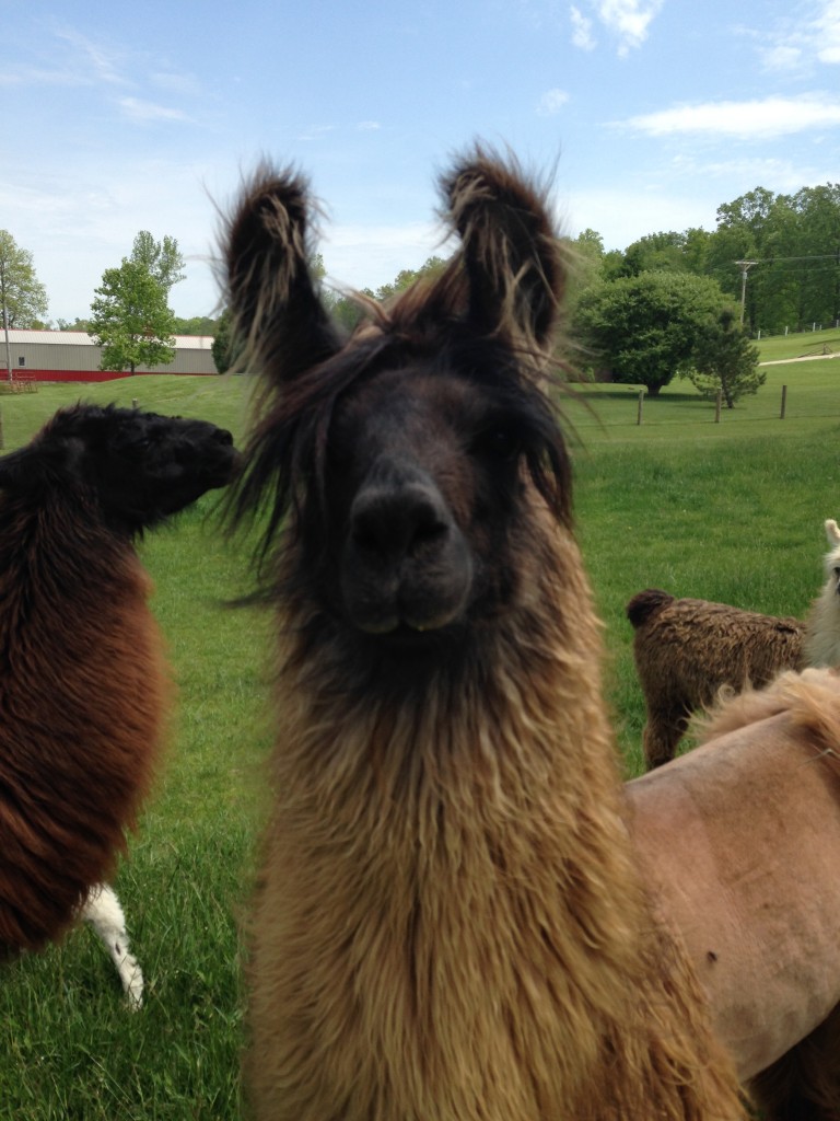 Raina is one Abby Ramsey's nine llamas on her farm in Clark County.