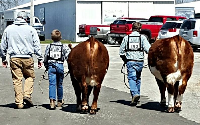 Richard Drake from French Lick, Indiana, and his sons, Ivan and Ian, get ready to show their calves at Columbus, Indiana.