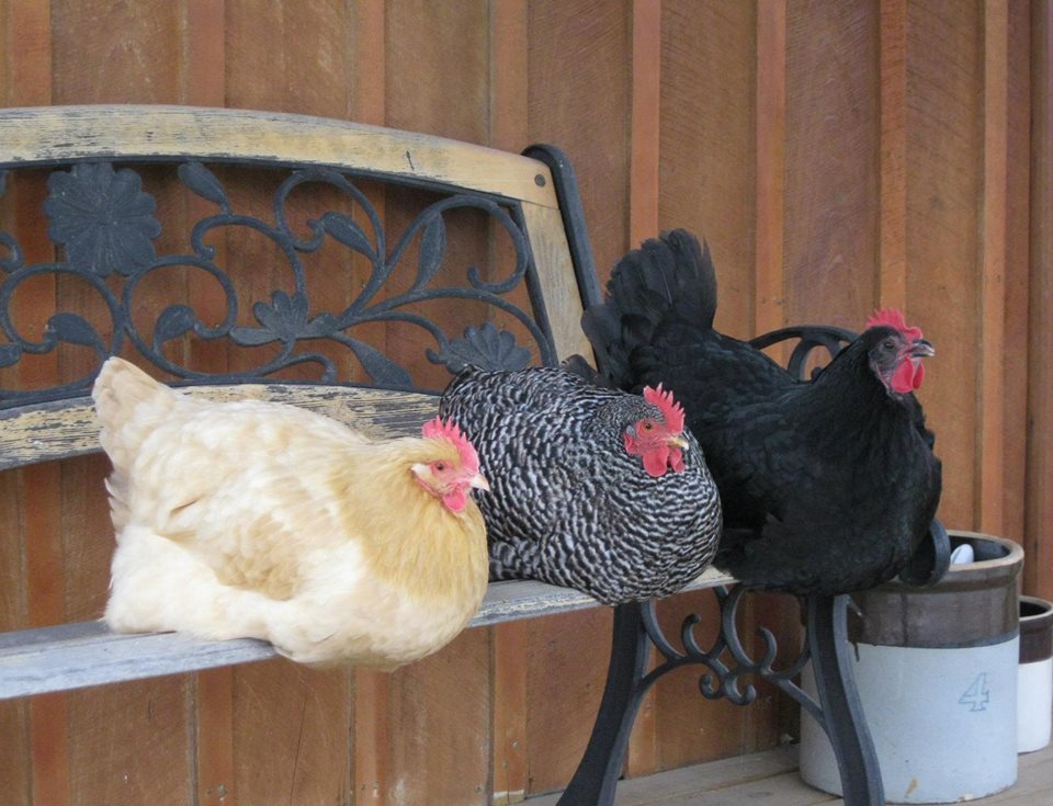 Crystal Russell shared this photo of her three older hens — Mary Ann, Dixie and June Bug — taking a rest on the porch ben. These hens are seven years old and enjoying their retirement!