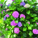 Hydrangea photo courtesy of Shannon Dean.