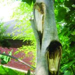 Photo courtesy of Gerald Fox