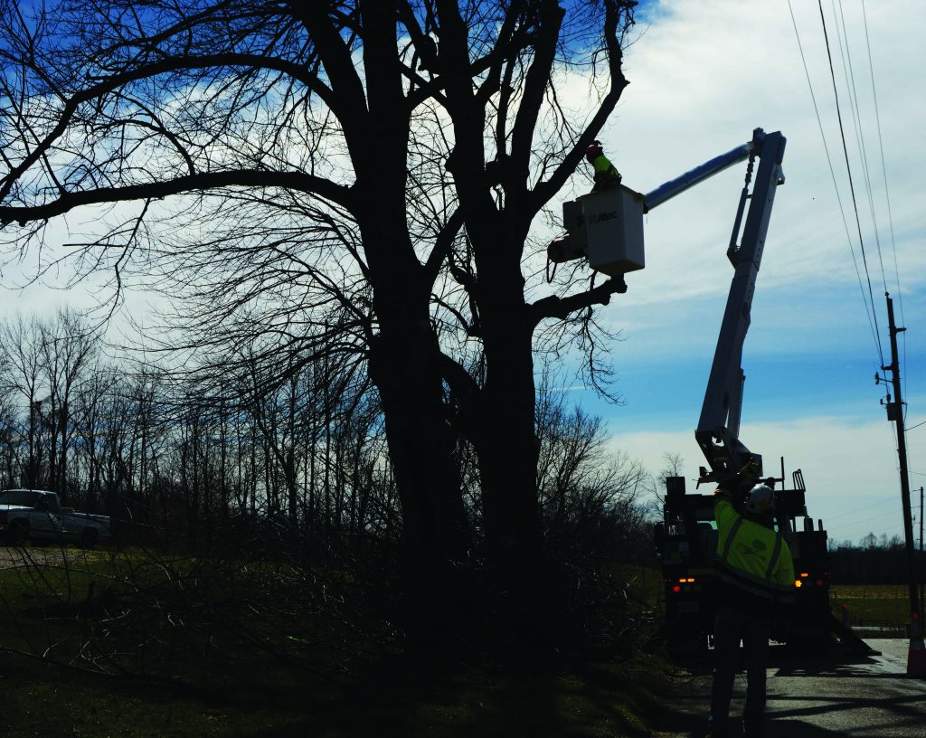 Photo of tree trimming