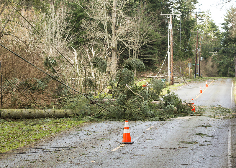 Downed tree in a power line