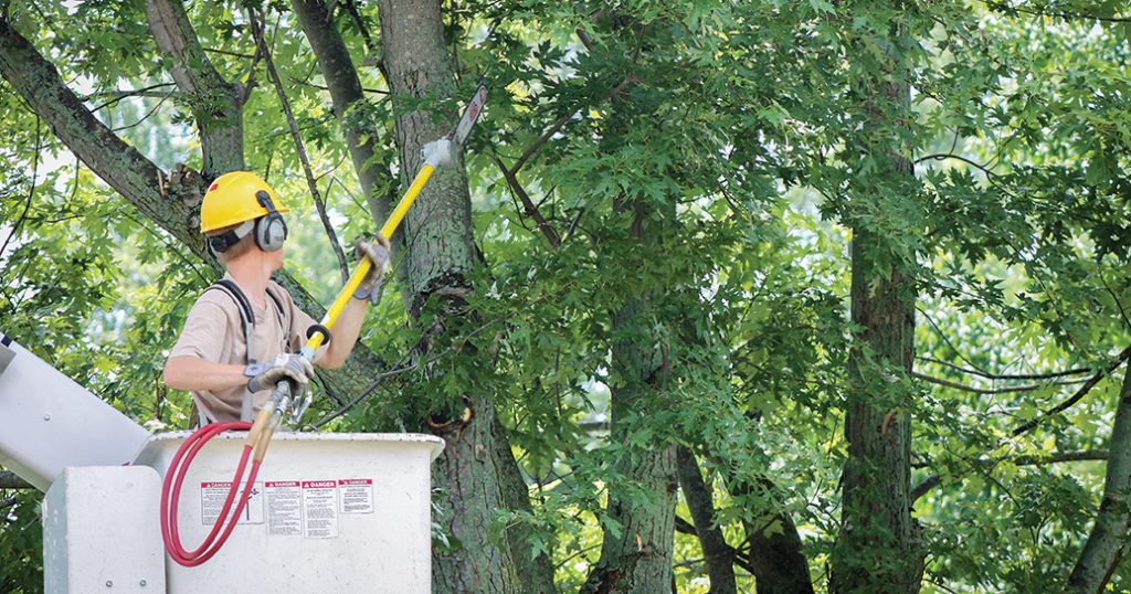 Worker doing tree trimming