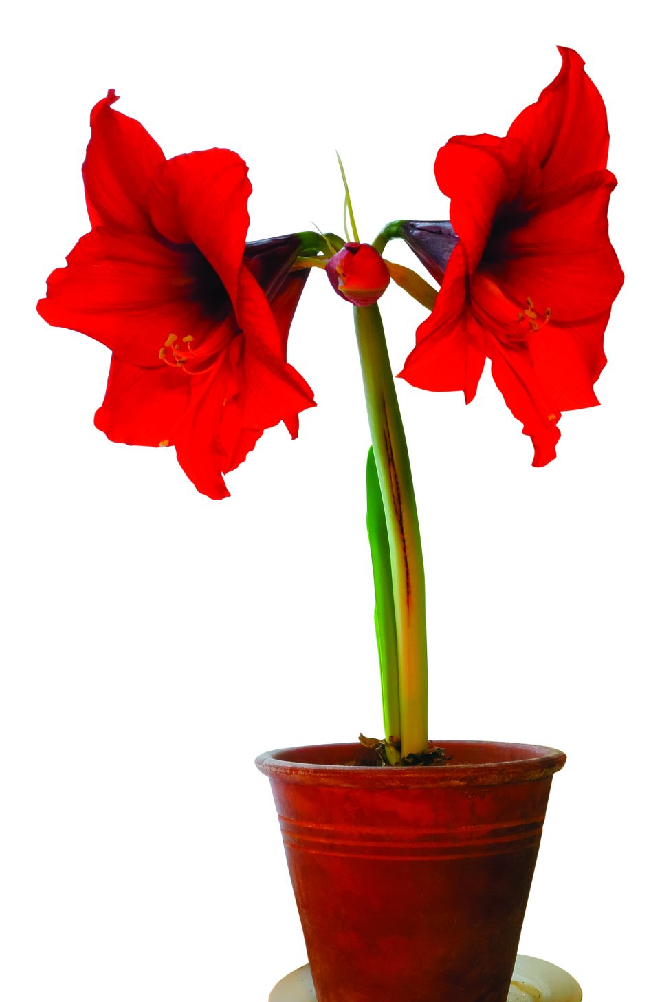 How to care for your Christmas amaryllis Indiana Connection