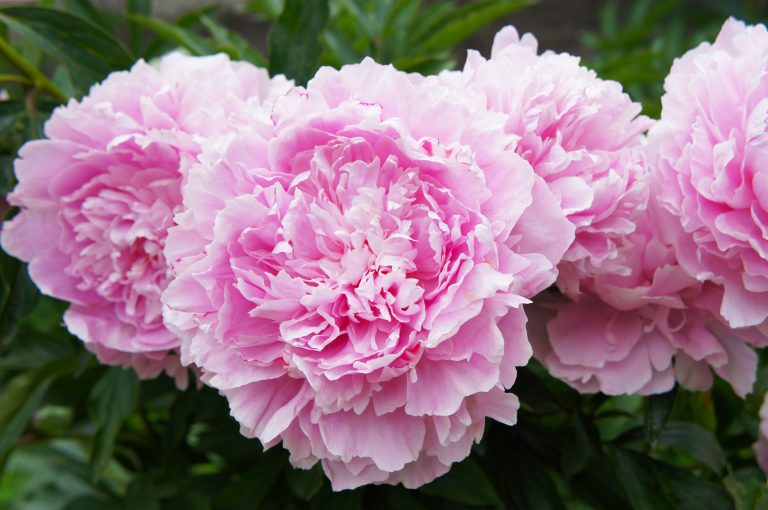 Peony for your thoughts - Indiana Connection