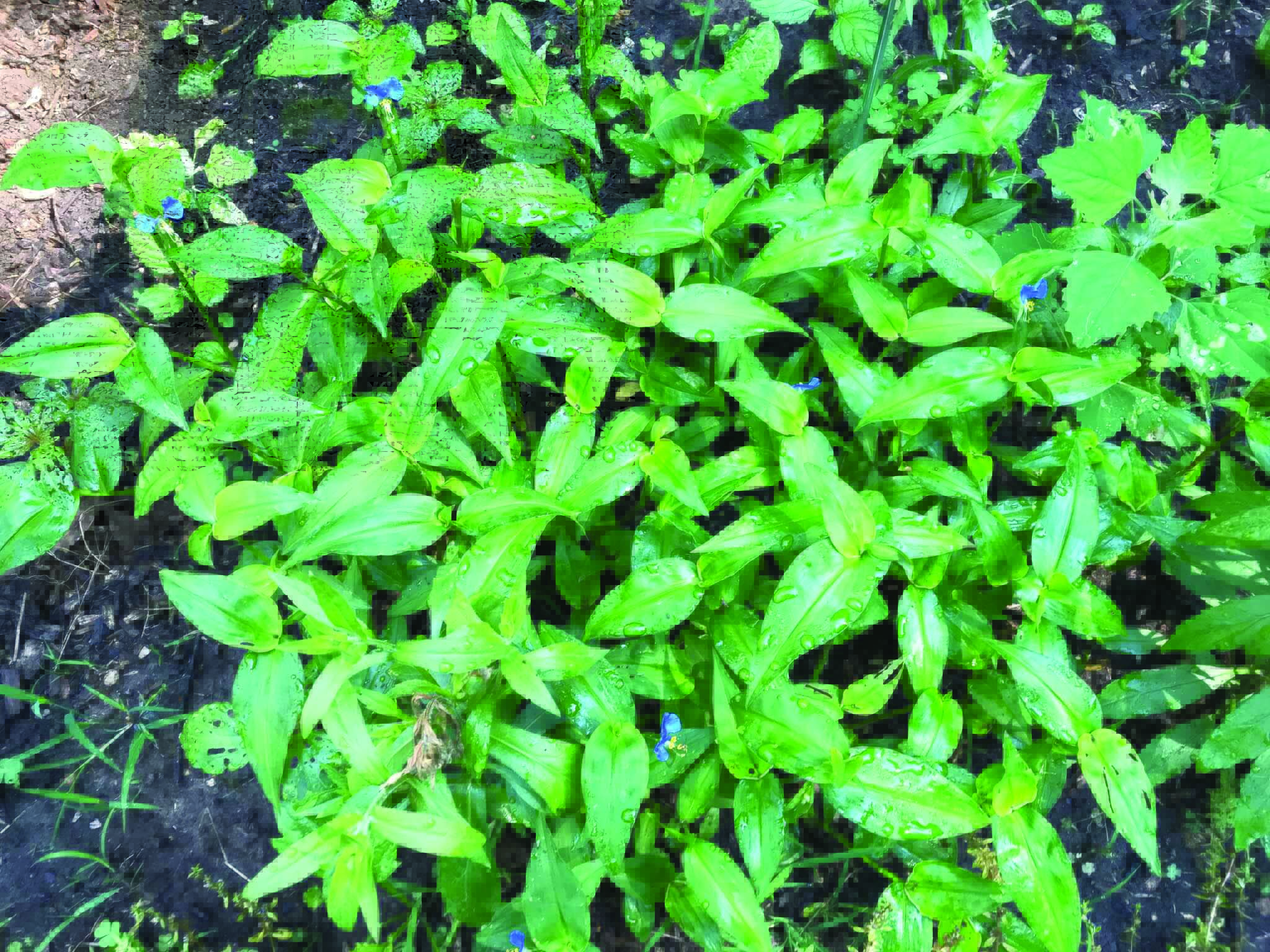 Pretty ground cover? Indiana Connection