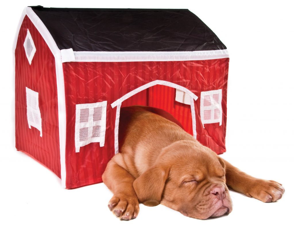 Picture of puppy in a dog house