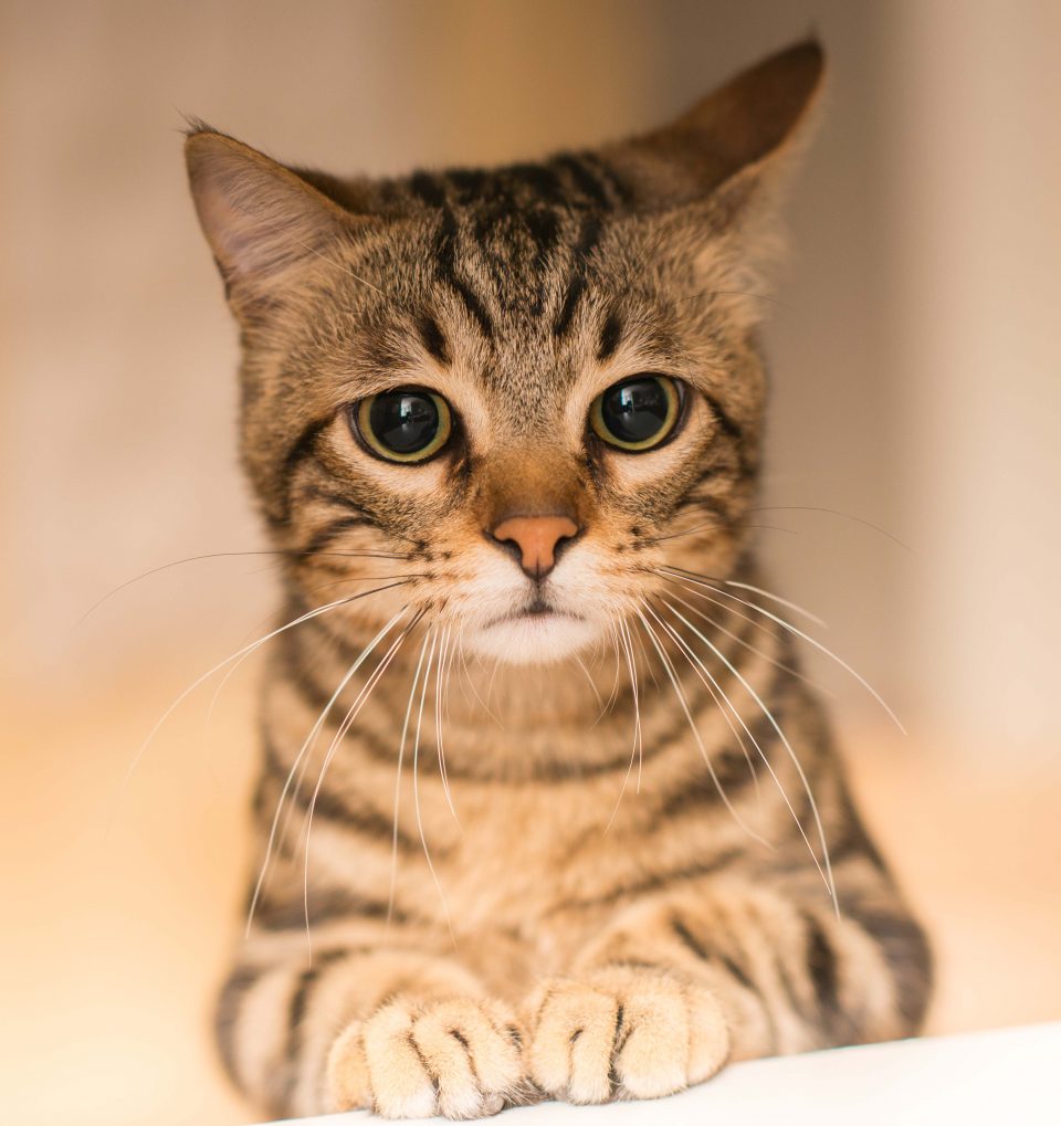 How to tell if your kitty has heart disease Indiana Connection