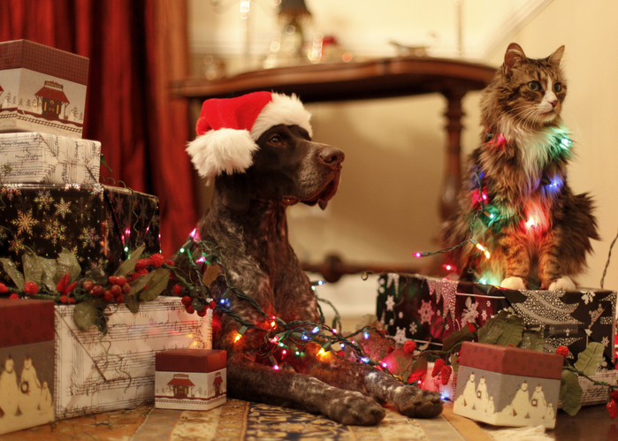 Cat and dog in holiday lights