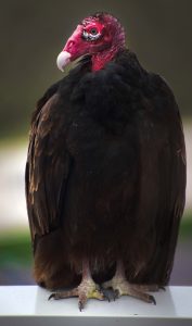 Turkey Buzzard photo