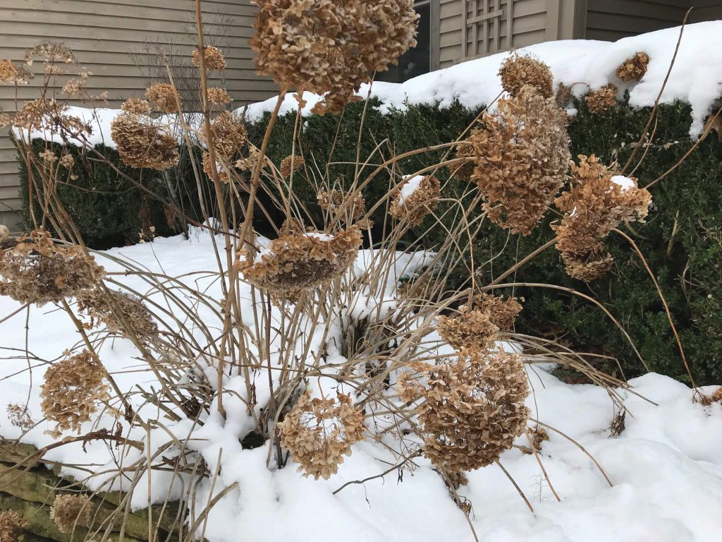 Photo of plants in snow