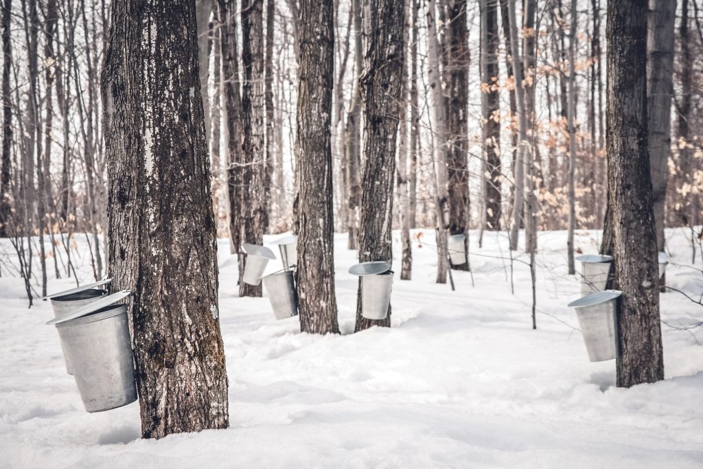 Photo of trees being tapped for maple syrup