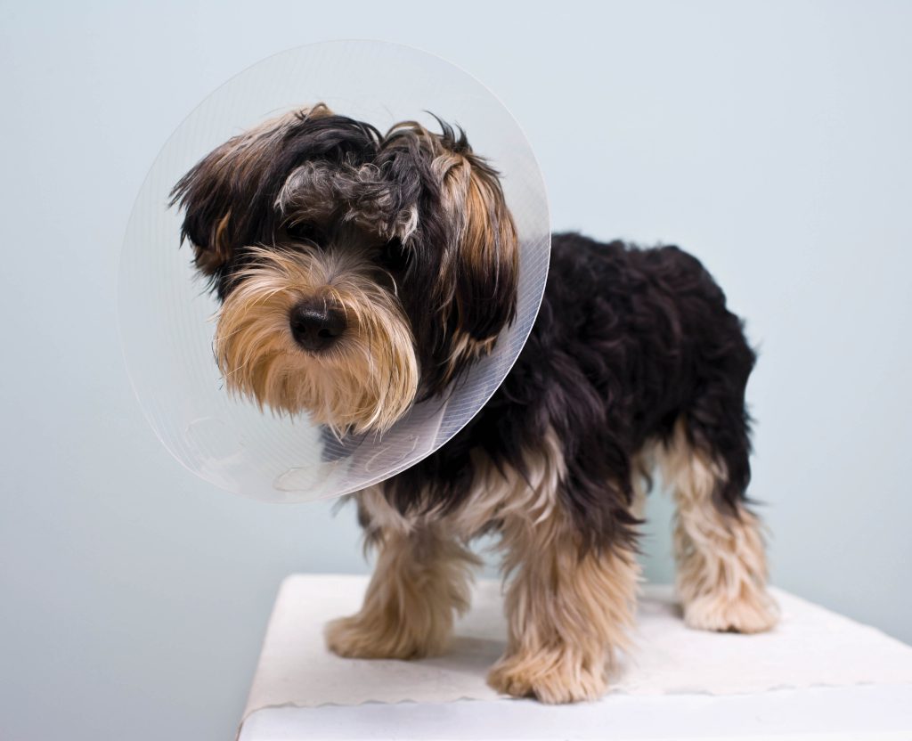 Photo of dog with cone around neck