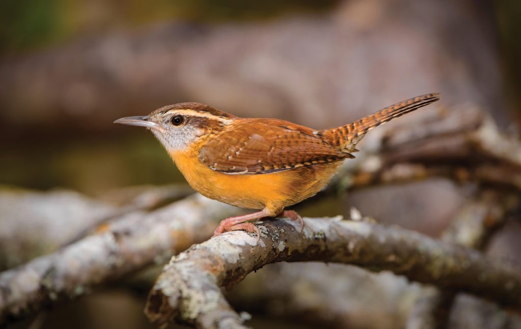 Photo of a Carolina Wren