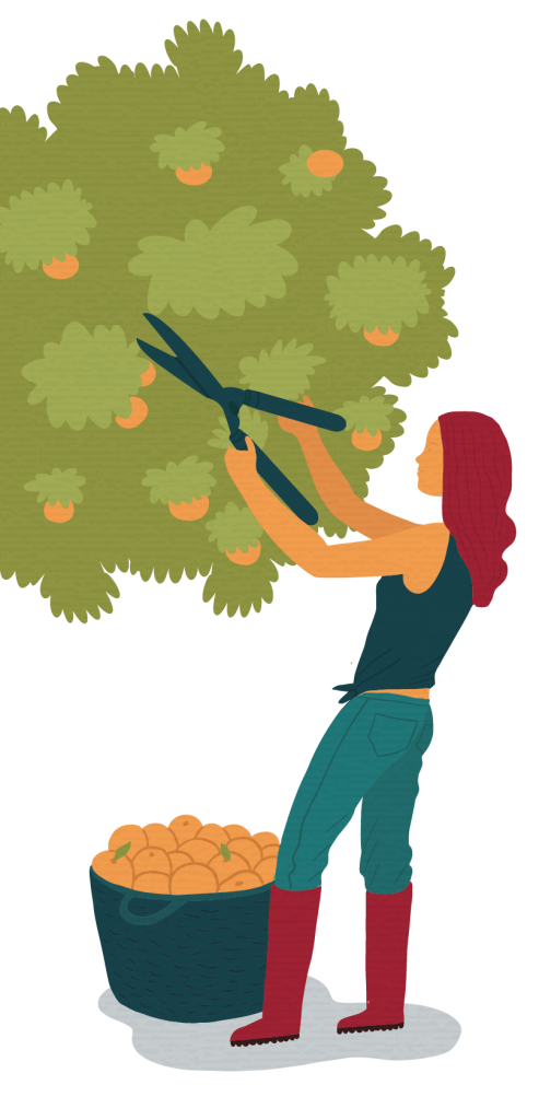 Illustration of woman trimming tree