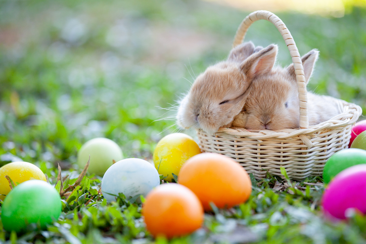 Picture of bunnies with Easter eggs