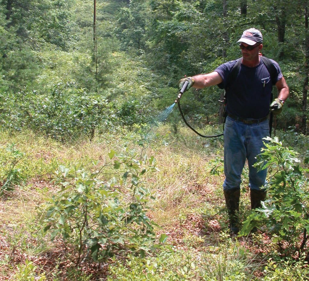 Photo of person spraying vegetation