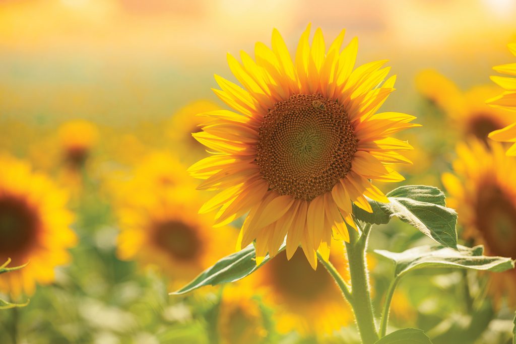 Photo of sunflowers