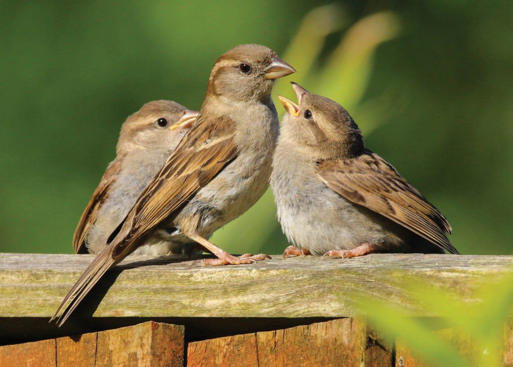 Photo of sparrows