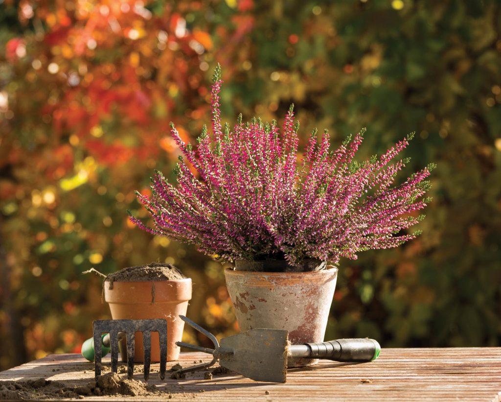 Plants on a table