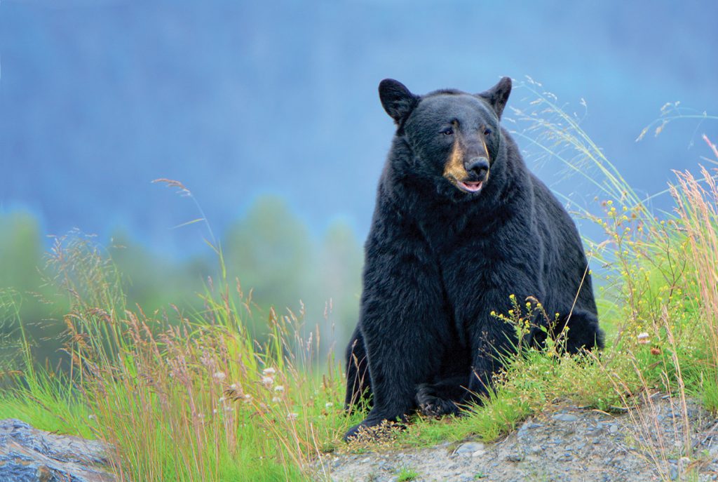 Photo of black bear