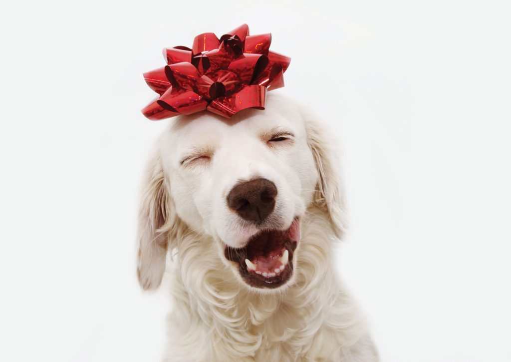 Dog with bow on head
