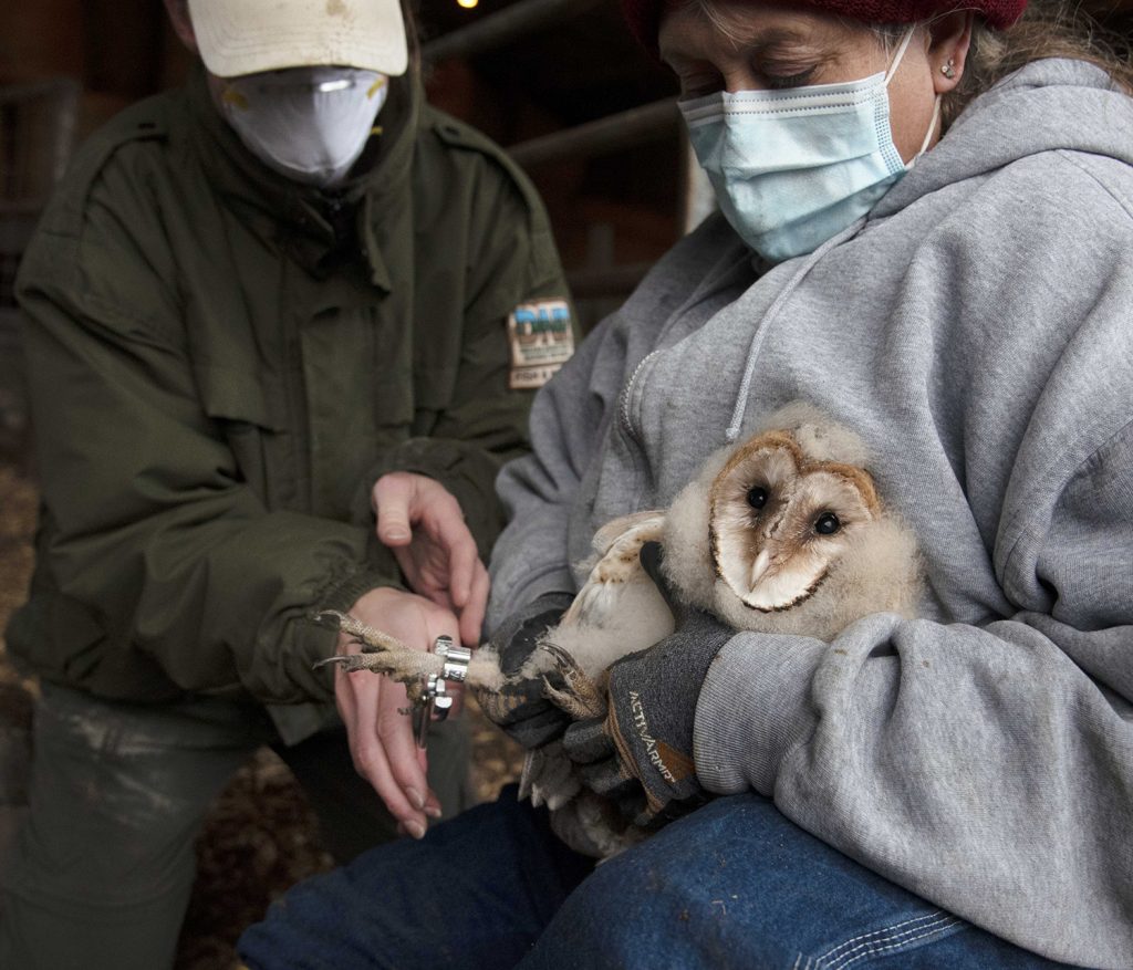 Holding a barn owl