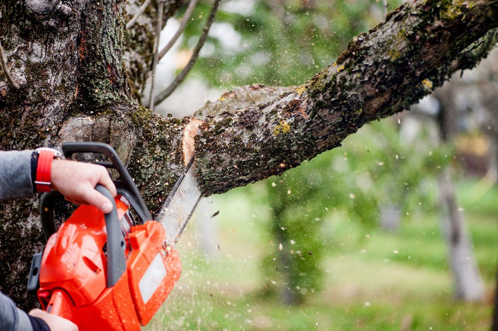Person using a chainsaw