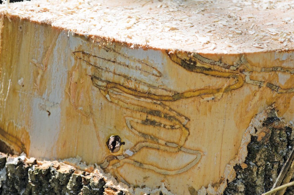 Damage from Emerald Ash Borer