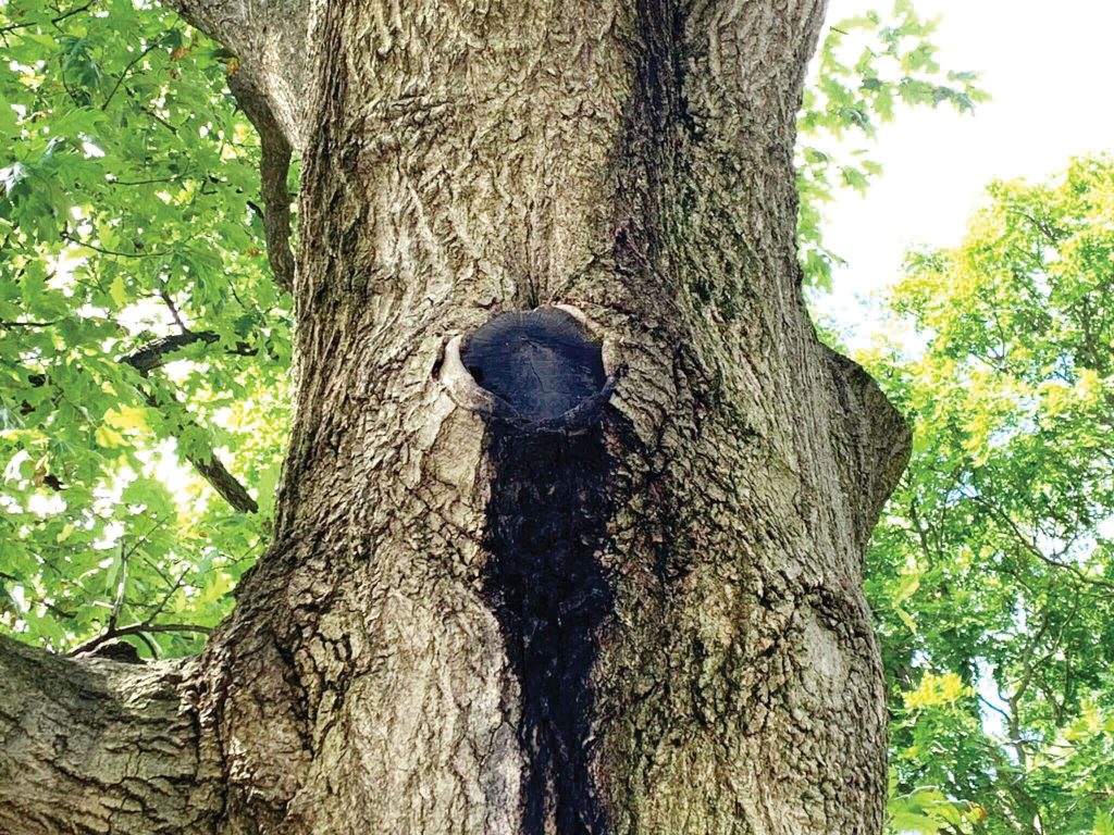 Oak tree with slime