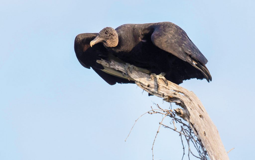 Black Vulture