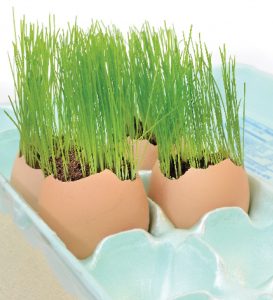 Eggshell garden