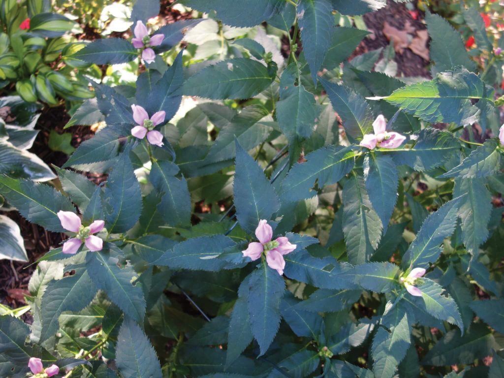 Turtlehead flower