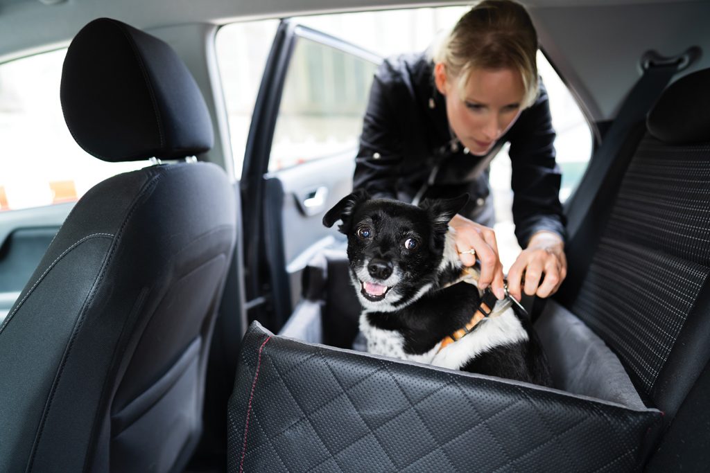 Woman putting dog in car