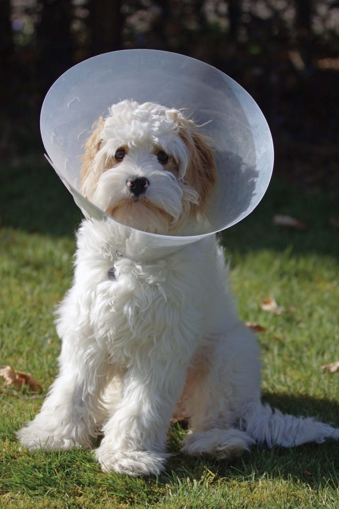 Dog with a cone around its neck