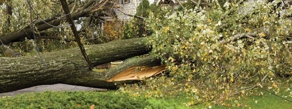 Downed tree